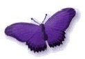 BUTTERFLY BEAUTY AT HOME