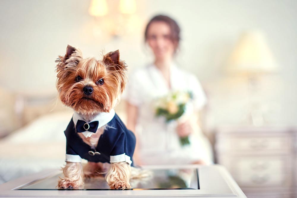 Comment faire participer son chien au mariage ?