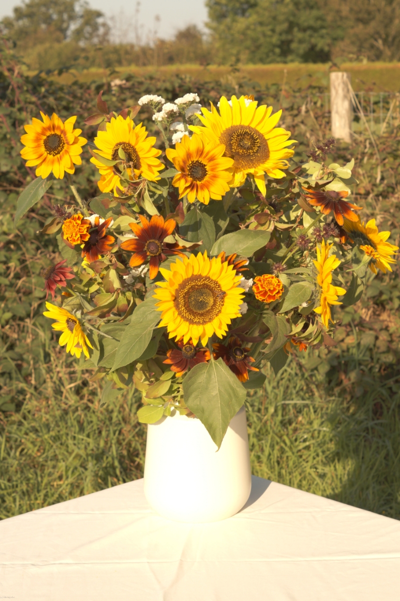 FLEURS D'ALTERRENATIVES