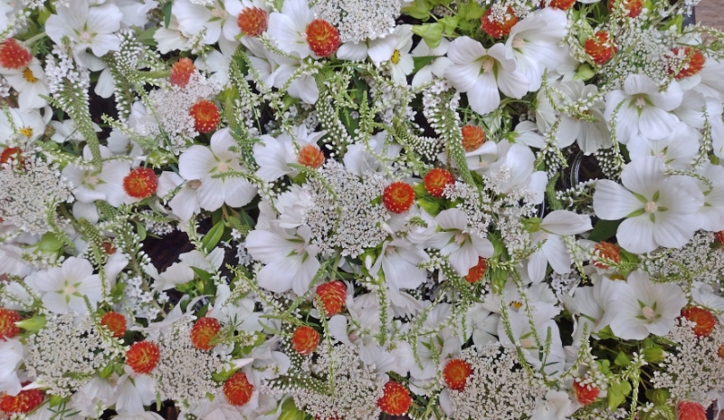 FLEURS D'ALTERRENATIVES