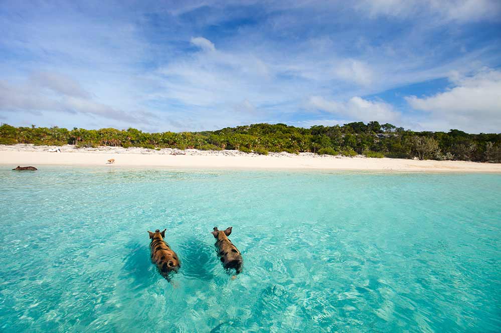Nager avec les cochons aux bahamas